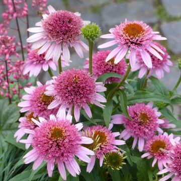 Echinacea purpurea Butterfly Kisses - Sonnenhut