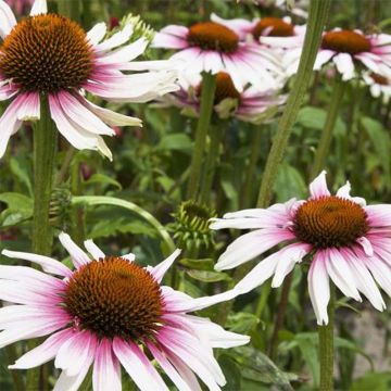 Echinacea purpurea Funky White - Sonnenhut