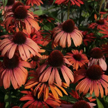 Echinacea Julia - Scheinsonnenhut