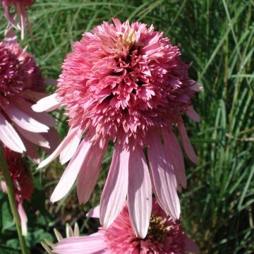 Echinacea purpurea Pink Double Delight - Sonnenhut