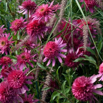 Echinacea purpurea Southern Belle - Sonnenhut