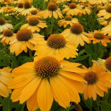 Echinacea Tweety - Scheinsonnenhut