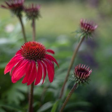 Echinacea purpurea Sombrero Baja Burgundy - Sonnenhut