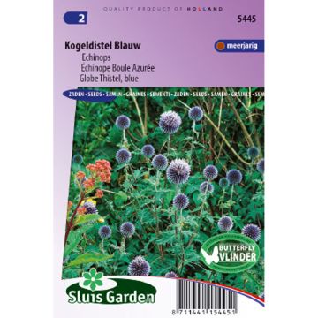 Blaue Kugeldistel (Samen) - Echinops ritro