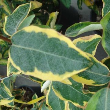 Wintergrüne Ölweide Gilt Edge - Elaeagnus ebbingei