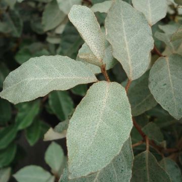 Wintergrüne Ölweide - Elaeagnus ebbingei