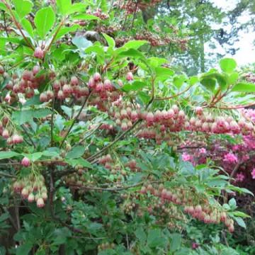 Enkianthus campanulatus - Prachtglocke