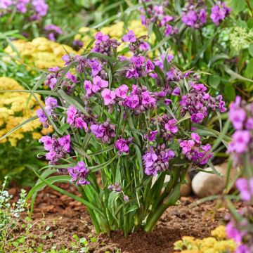 Tradescantia andersoniana JS Brainstorm - Dreimasterblume