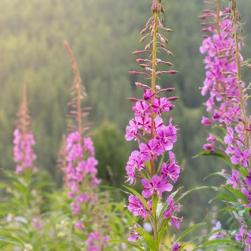 Epilobium angustifolium - Schmalblättriges Weidenröschen