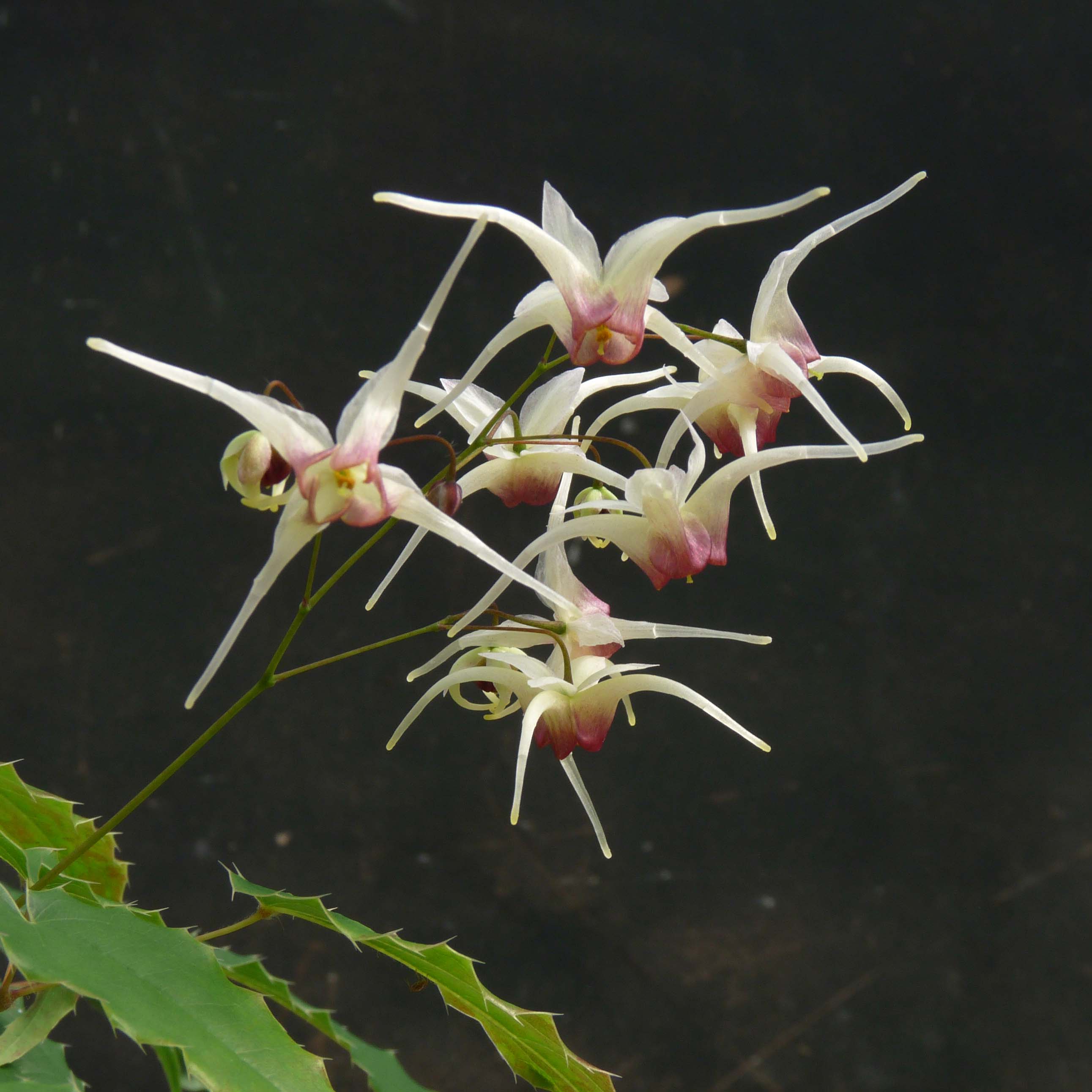 Epimedium Domino - Elfenblume