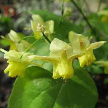 Epimedium pinnatum - Gefiederte Elfenblume