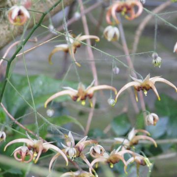 Epimedium wushanense Caramel - Elfenblume