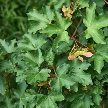 Feld-Ahorn Green Column - Acer campestre