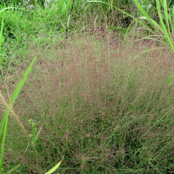 Eragrostis spectabilis - Herbe d'amour