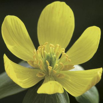 Eranthis hyemalis - Winterling