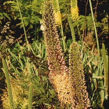 Eremurus Brun - Steppenkerze