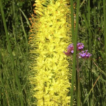 Eremurus Tap Dance - Lis des steppes