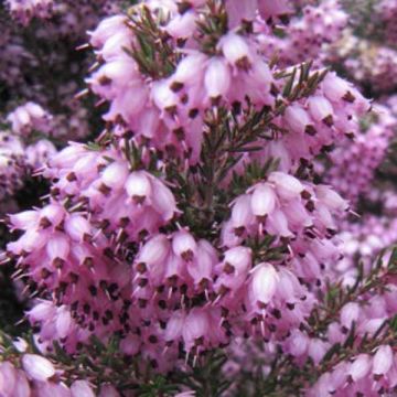 Winterblühende Heide Spring Surprise - Erica darleyensis