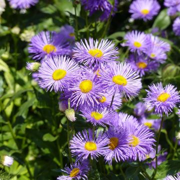 Berufkraut Strahlenmeer - Erigeron