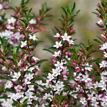 Eriostemon myoporoides - Langblättrige Wachsblume