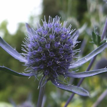 Eryngium planum - Flachblättrige Mannstreu