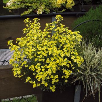 Erysimum allionii Zwerg Jaune - Garten-Goldlack