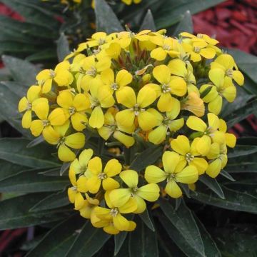 Garten-Goldlack Gold Cup - Erysimum suffruticosum