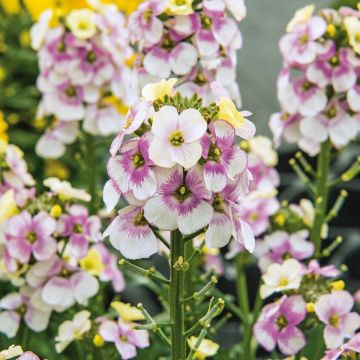 Garten-Goldlack WINTER Charm - Erysimum