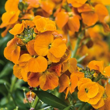 Garten-Goldlack Winter Spice - Erysimum