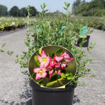 Escallonia Donard Seedling 