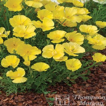 Graines de Pavot de Californie Butter Bush - Eschscholzia californica 