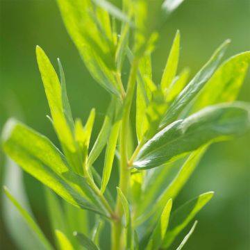 Estragon Bio - Artemisia redowski - dracunculoïdes