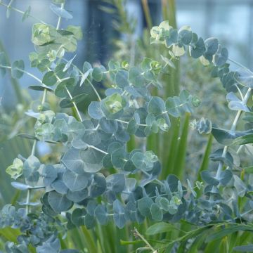 Eucalyptus Baby Blue - Gommier argenté