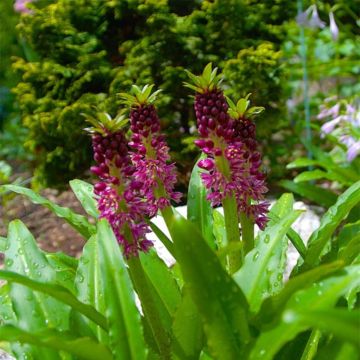 Eucomis comosa Leia - Eucomide rose 