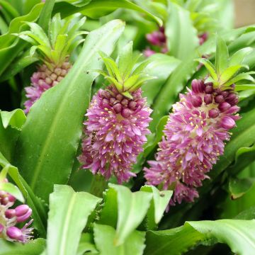 Eucomis comosa Sparkling Burgundy - Schopflilie