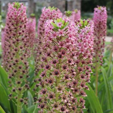 Eucomis comosa Pink Gin - Fleur ananas