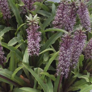 Eucomis humilis Twinkle Stars - Schopflilie