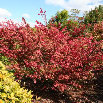 Euonymus alatus - Pfaffenhütchen