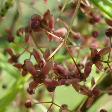 Euonymus clivicolus var. rongchuensis - Pfaffenhütchen