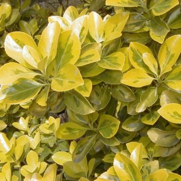 Japanischer Spindelstrauch Aureus - Euonymus japonicus