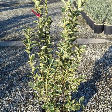 Japanischer Spindelstrauch Silver King - Euonymus japonicus