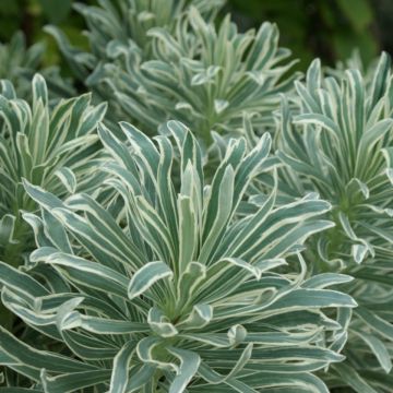 Euphorbia characias Glacier Blue - Palisaden-Wolfsmilch