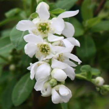 Exochorda x macrantha The Bride