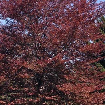 Rotbuche Atropurpurea - Fagus sylvatica