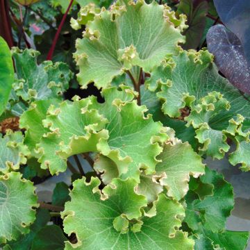 Farfugium japonicum Crispata - Japanischer Scheingoldkolben