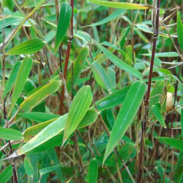 Fargesia nitida Red Dragon - Bambou non traçant