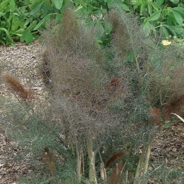 Gewöhnlicher Fenchel purpureum - Foeniculum officinale