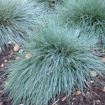 Fétuque bleue Elijah Blue - Festuca glauca