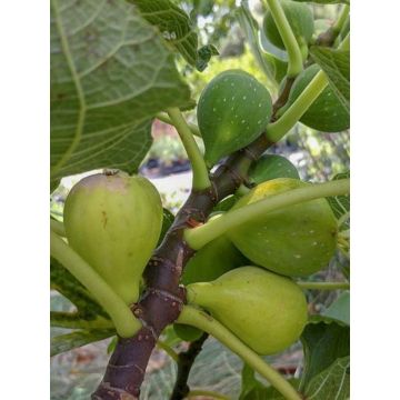 Figuier - Ficus carica De Marseille