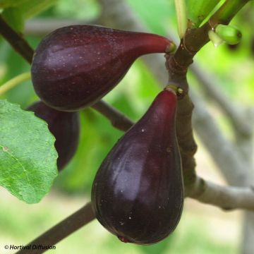 Feige Noire de Caromb - Ficus carica